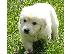 PoulaTo: Όμορφα Golden Retriever κουτάβια